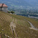 Vignes grelees Lavaux - 072